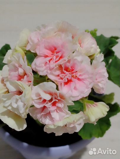 Пеларгония герань