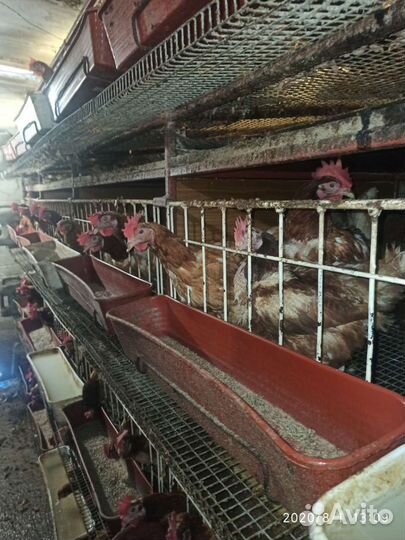 Продам клетки для кур несушек