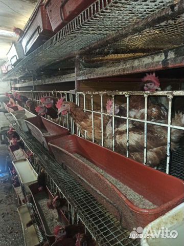 Продам клетки для кур несушек