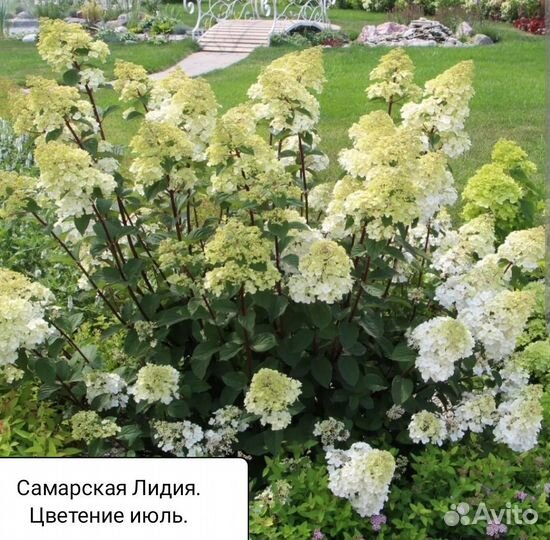 Гортензия метельчатая Самарская Лидия