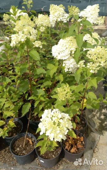 Гортензия Ванилла Фрайз, опт