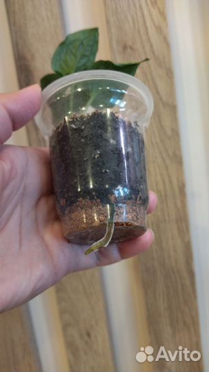 Сингониум Сахарное сердце