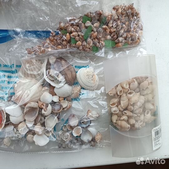 Ракушки для декора