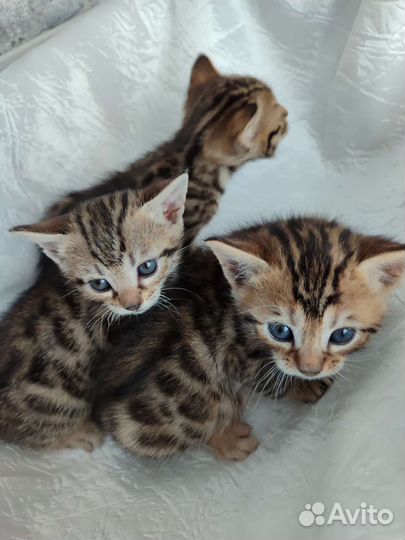 Бенгальские котята девочки