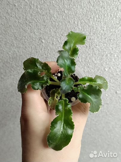 Детки сортовых фиалок