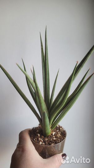 Сансевиерия Bunlue Torch silver