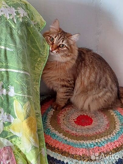 Кошечка Муха в добрые руки