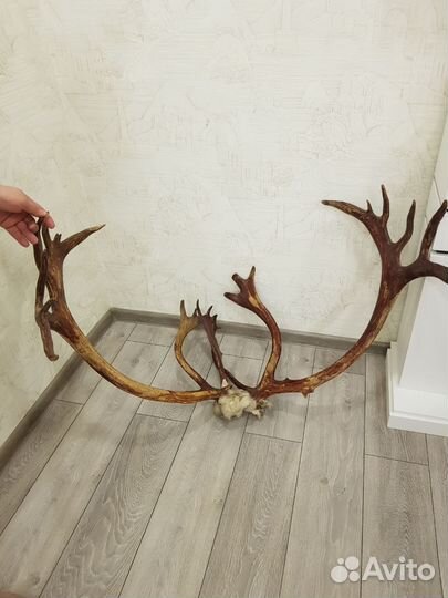 Лосиные рога