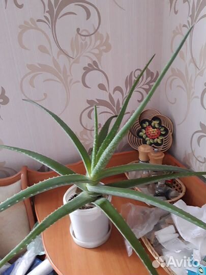 Алоэ лечебный