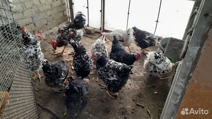 Яйца на инкубацию