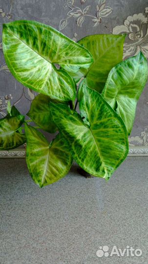 Сингониум (syngonium)