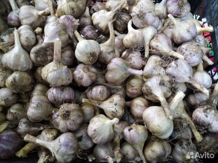 Продам чеснок