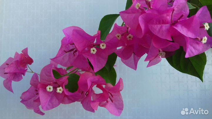 Бугенвиллия