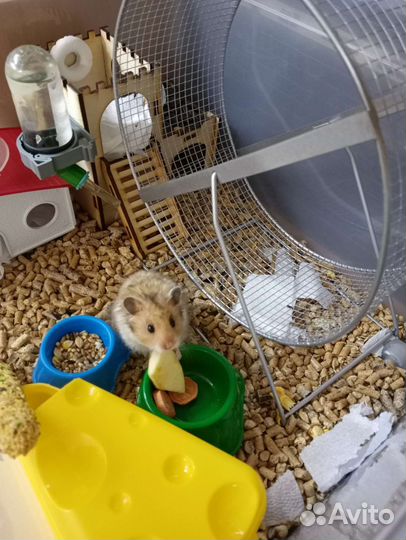 Хомяк сирийский