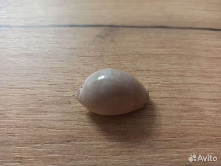 Морская раковина