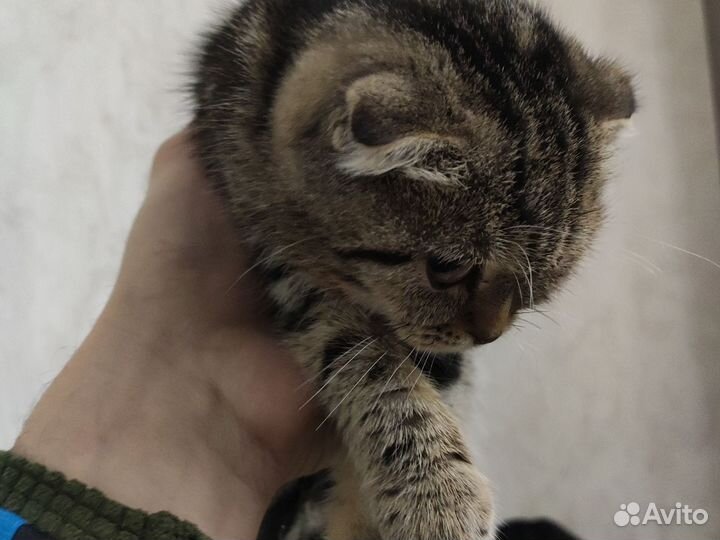 Котенок ищет хозяина