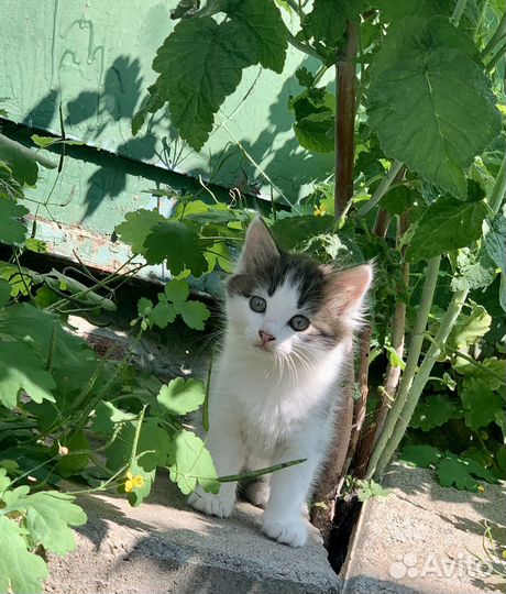 Котенок 2 месяца