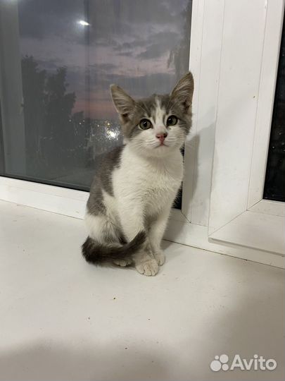 Котенок в добрые руки