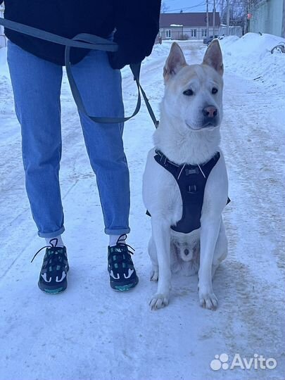 Ищем девочку для случки