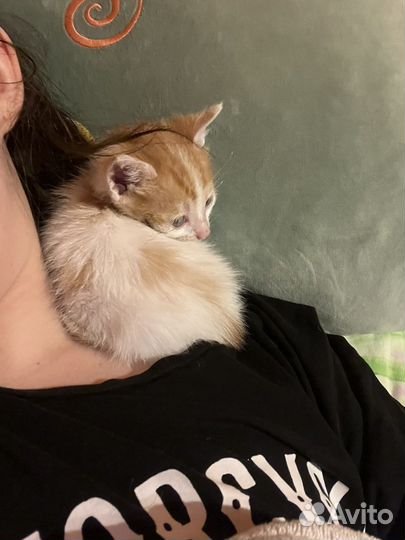 Котёнок 1,5 месяца