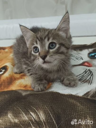 Котенок тигренок 1.5 мес в дар