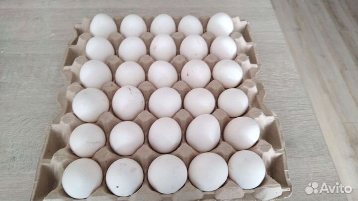 Домашние куриные яйца