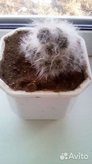 Кактусы два вида