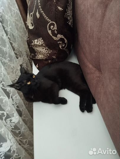 Отдам в добрые руки маленькуюкошечку