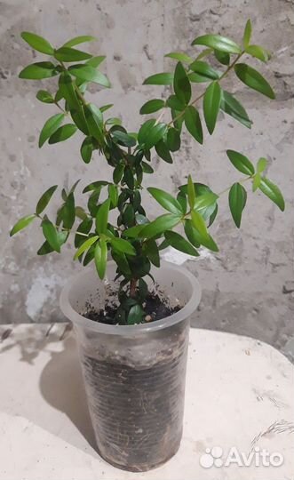 Комнатные цветы