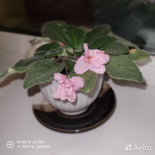 Фиалки цветущие в горшке