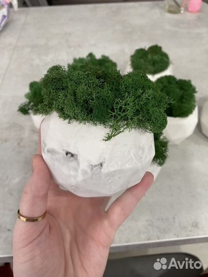 Кашпо из гипса +стабилизированный мох