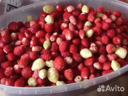 Земляника растение