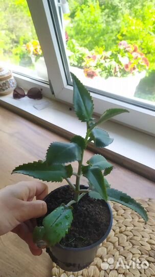 Каланхоэ лечебное