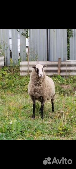 Овца, баран