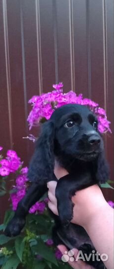 Русский спаниель