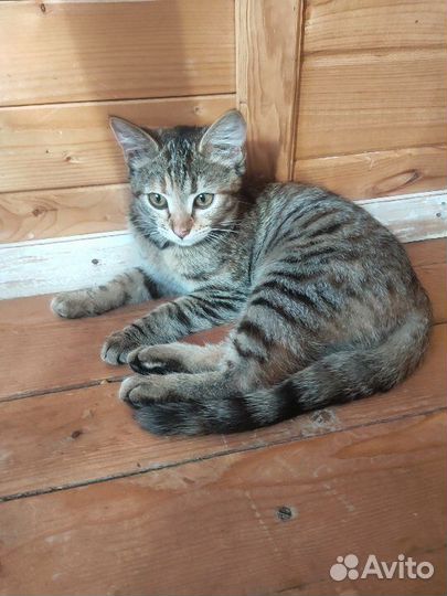 Котенок 4 месяца в дар