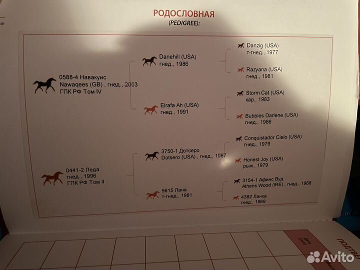 Жеребец чкв случка