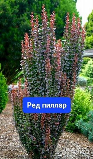 Саженцы барбариса