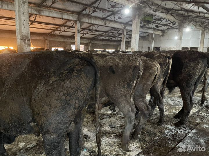 Быки на мясо