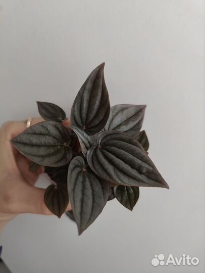 Пеперомия сингониум пилея ктенанта