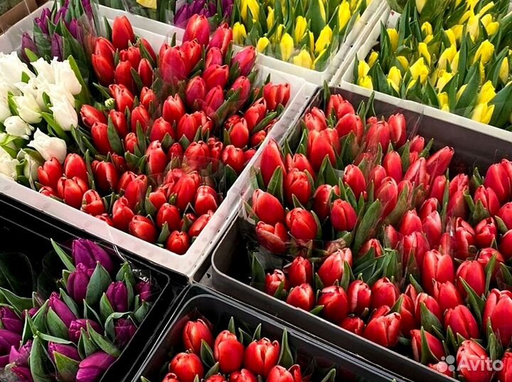 Тюльпаны оптом от производителя