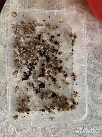 Улитки ахатины бесплатно