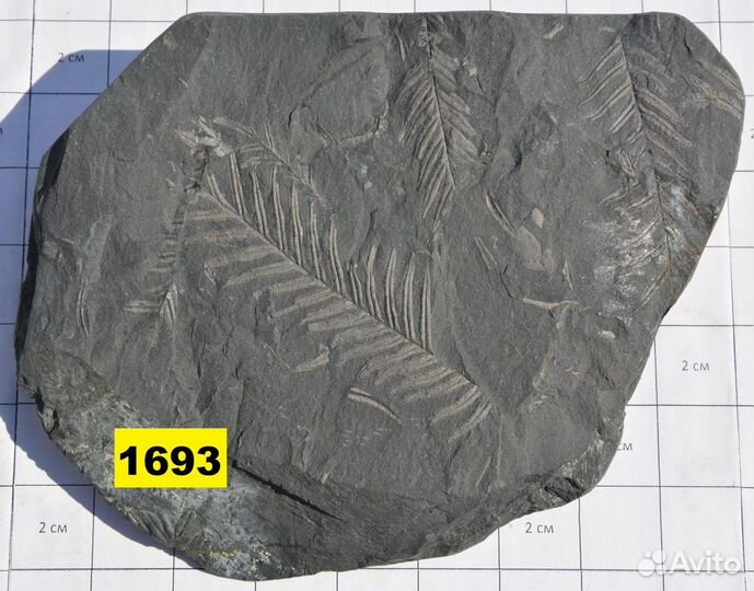 Папоротники Alethopteris, Mariopteris, Neuropteris