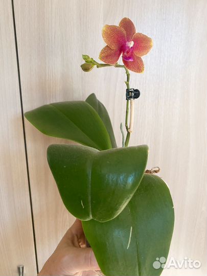 Орхидея фаленопсис Бронзовый Будда