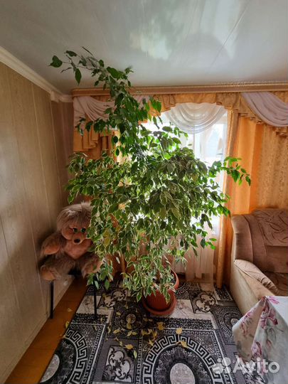 Фикус бенджамина большой