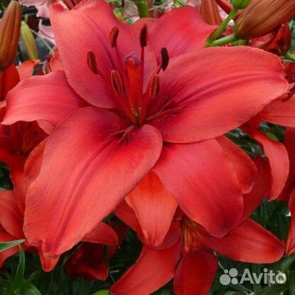 Лилии азиатские гибриды