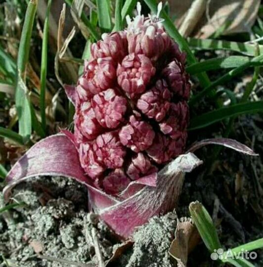 Саженцы,растения