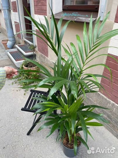 Пальма Крупномер Ховея