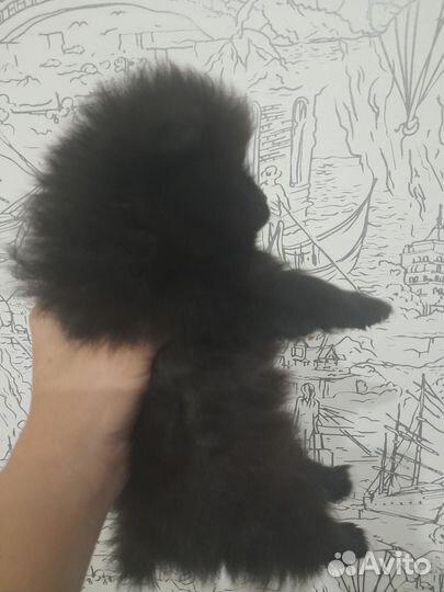 Щенки шпица