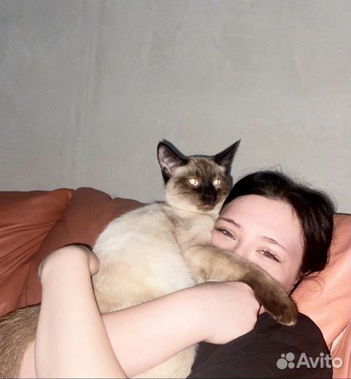 Сиамский кот вязка